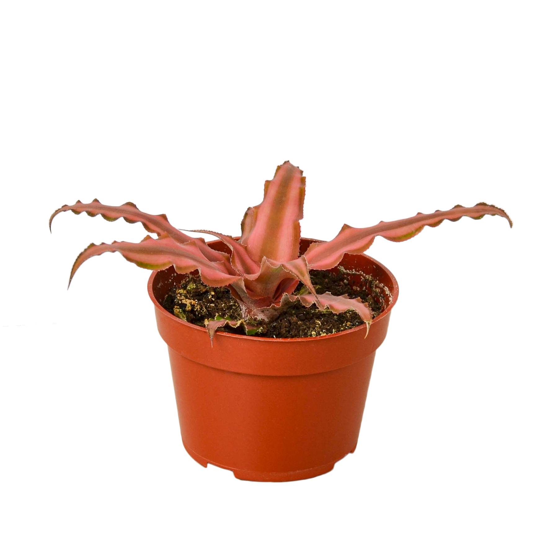 Cryptanthus 'Pink' Earth Star Houseplant — The Zen Succulent | Low